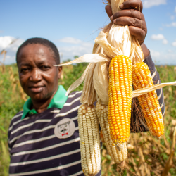 farmer holding mixed maize harvest