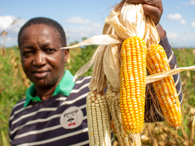 farmer holding mixed maize harvest