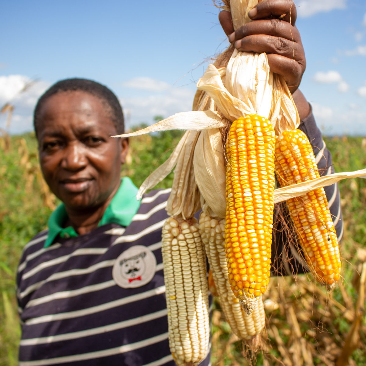farmer holding mixed maize harvest