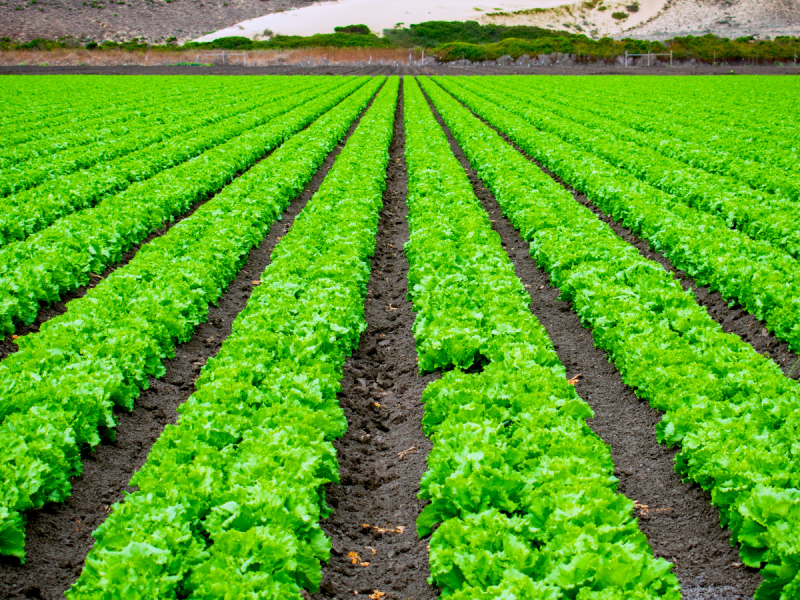 Irrigated farmland in rural Africa showing lush green crops with water channels flowing between rows, illustrating climate-resilient agriculture and improved productivity.