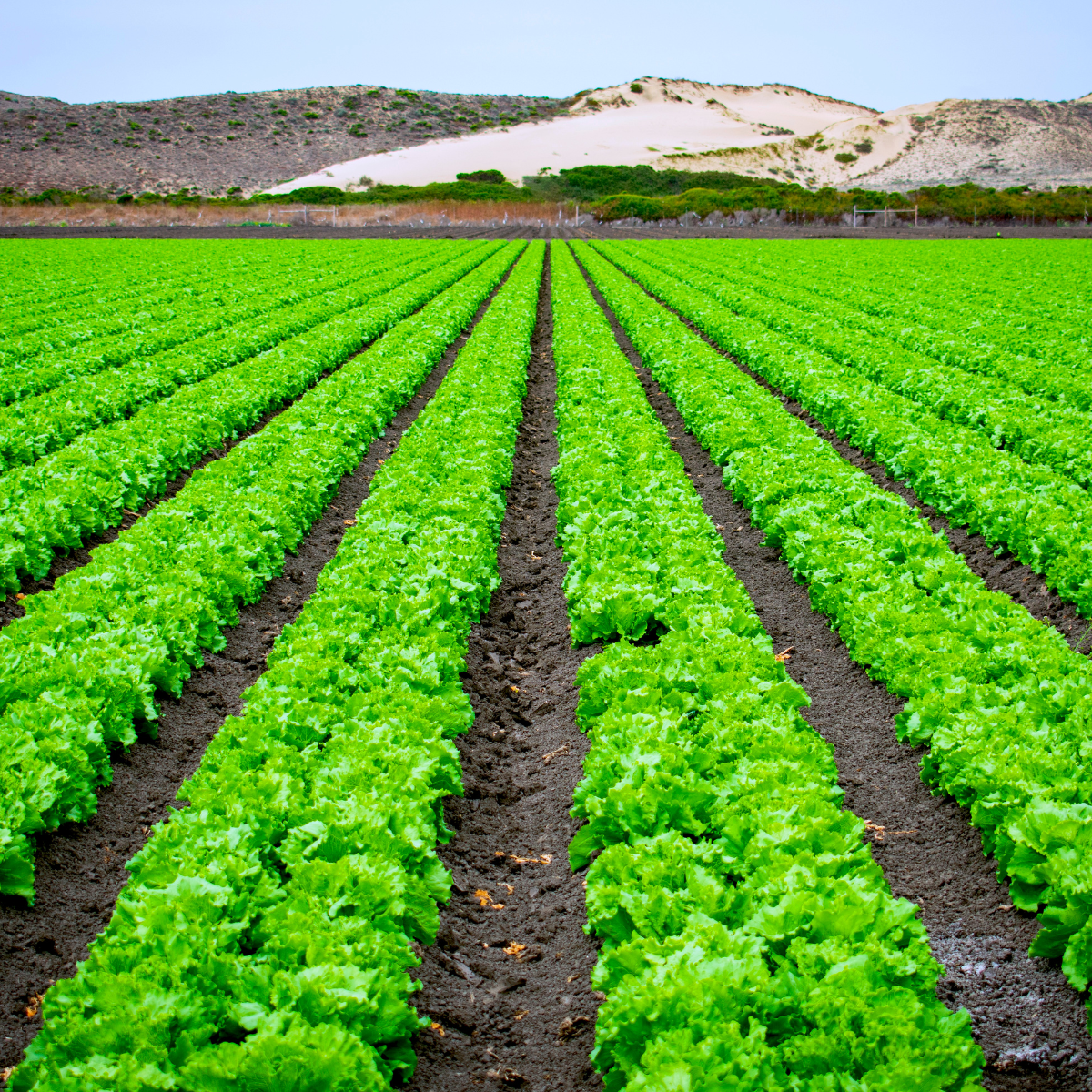 Irrigated farmland in rural Africa showing lush green crops with water channels flowing between rows, illustrating climate-resilient agriculture and improved productivity.