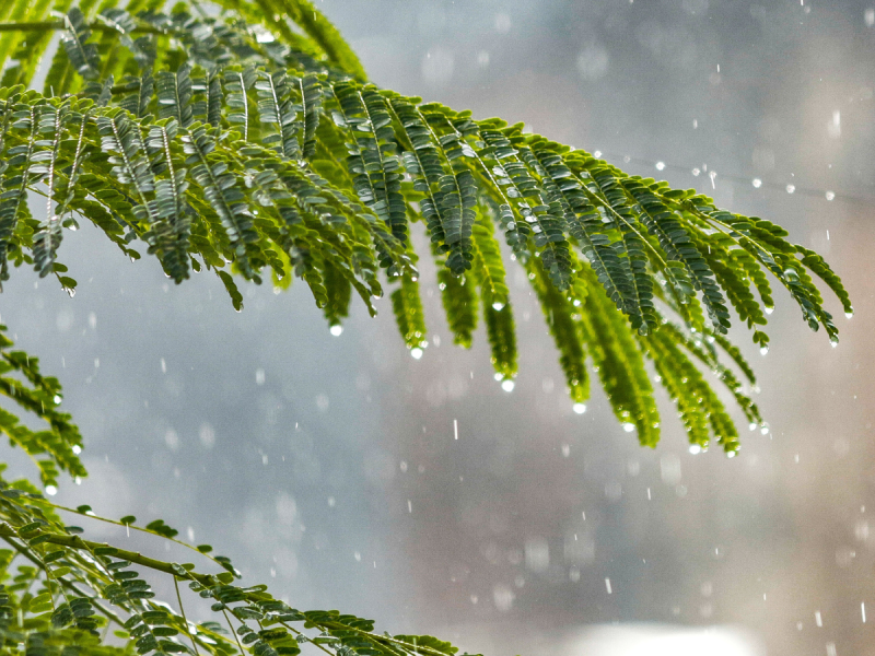 Heavy rainfall on farmland