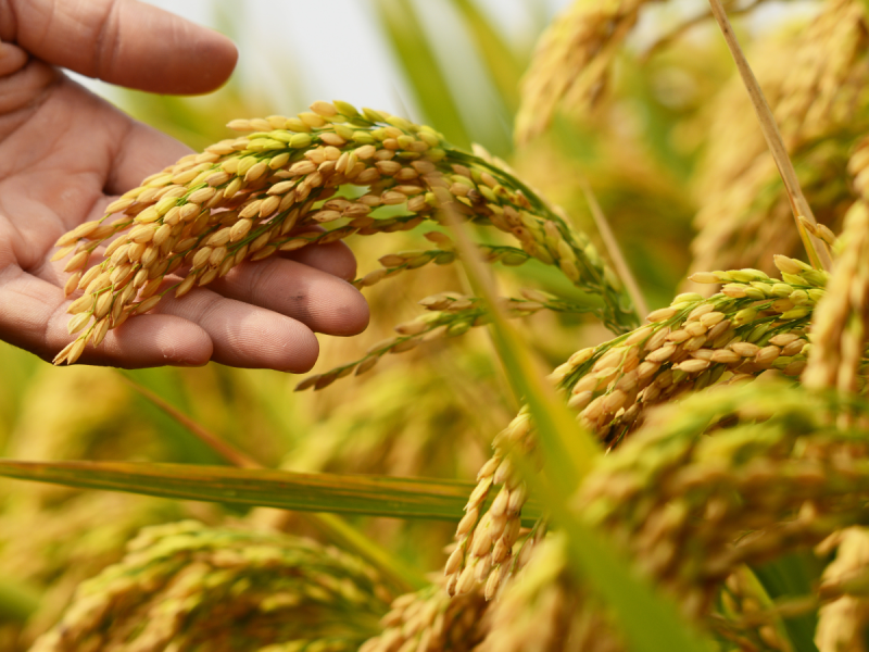 food security insights