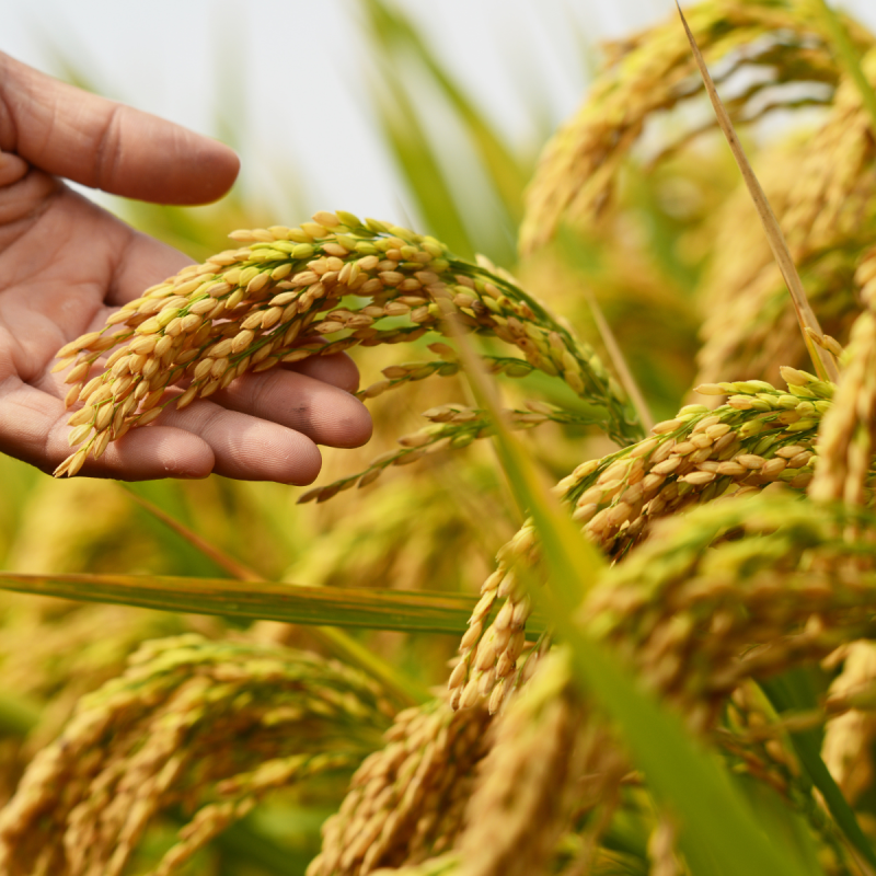 food security insights