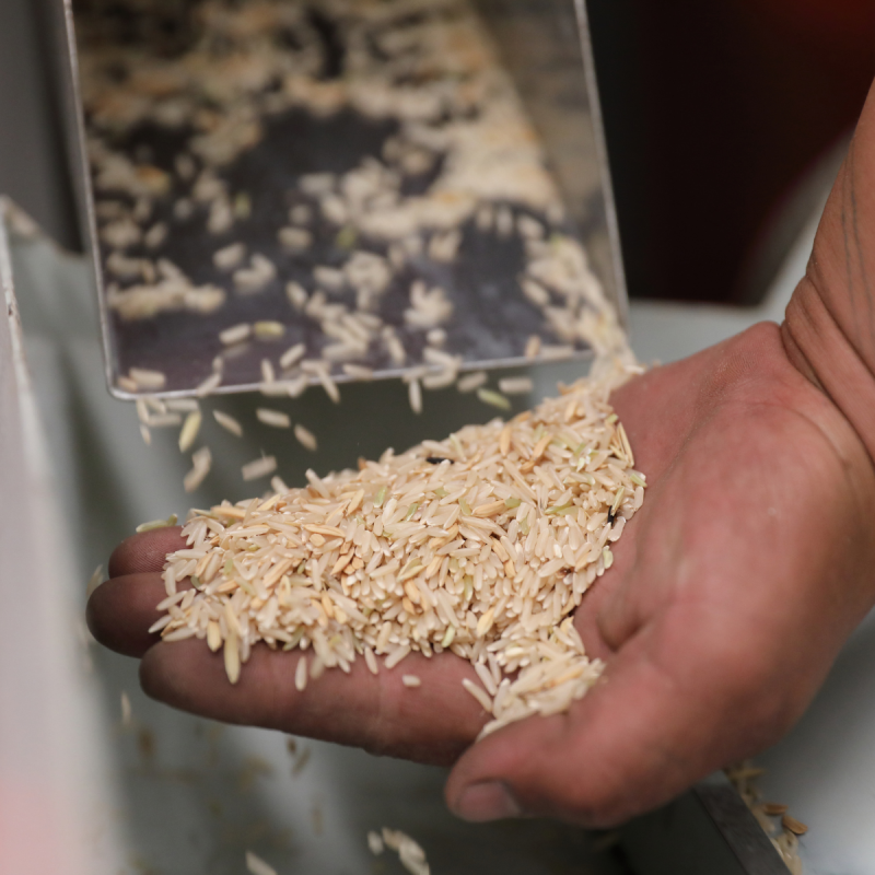 regional food insecurity showing rice production