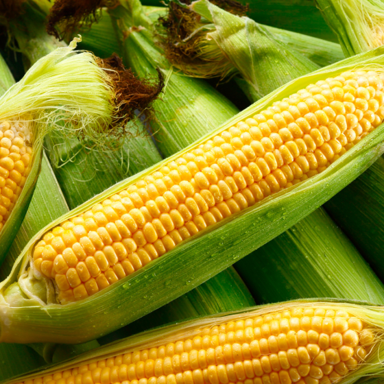 Picture of maize