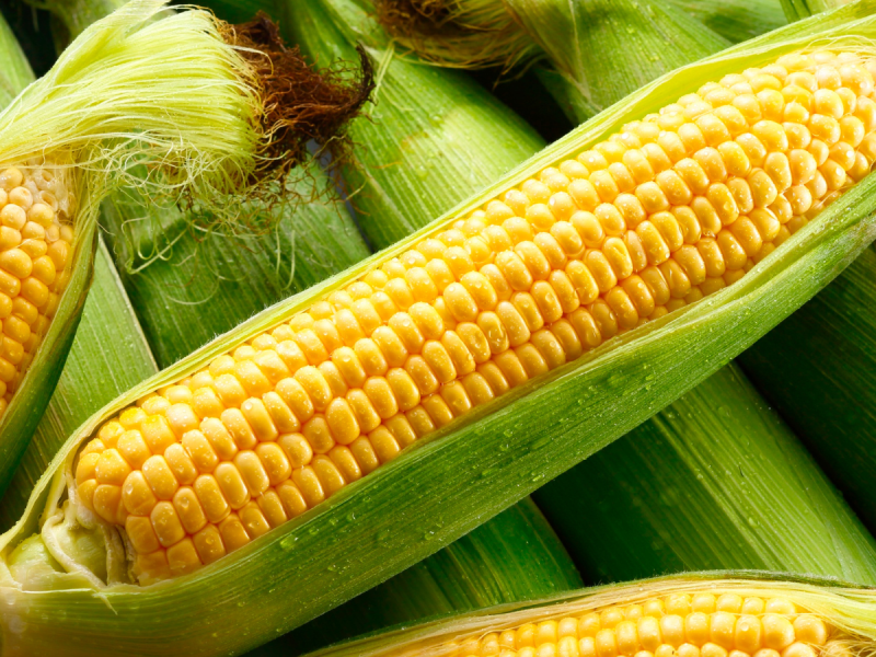 Picture of maize